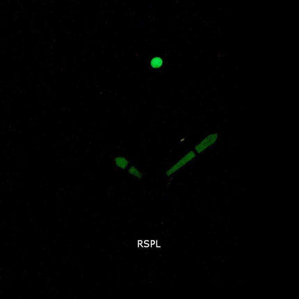 Orologio da donna Invicta DC Comics Flash 26907 Limited Edition Automatic 200M